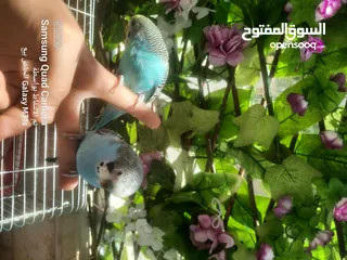  5 جوز ببغاء حب