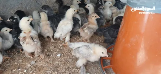  1 يووجد صيصان براهما بف جامبو  صيصان باكستاني من اهالي فخمات  صيصان حبش