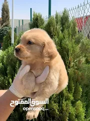  2 Golden retriever puppies male and female