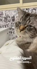  4 سايبيريين قطو ذكر تبني adopt Siberian cat