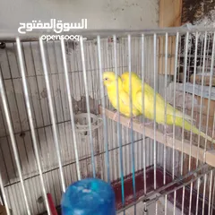  8 طيور حب عصافير حب