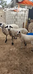  2 عنم قبرصي الاصلي