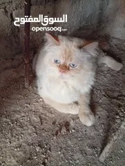  5 قطاط شرزي متوفر لدنا