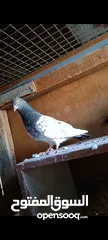  1 pakistani pigeons