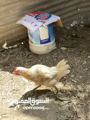  6 ديج ودجاجه للبيع حلوات مال بيت صحه خير من الله