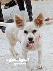  4 كلب شيواوا العمر 8 شهور ماخذ كل المطاعيم الكلب ممتاز لعوب جدا جدا بحب صاحبو الكلب محلوق شعرو عشان.