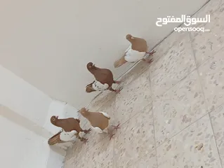  15 جواز حمام للبيع المستعجل وبسعر مغري جدا