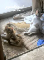  1 ذكر وانثى و5 قطط صغار