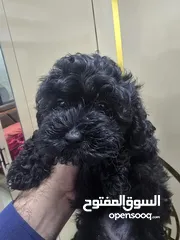  7 بودل وشيتزو poodle puppy and shitzu puppy