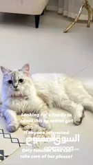  1 Sherazi cat for adoption قطة شيرازي للتبني