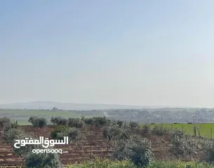  8 ارض في مادبا للبيع