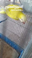  2 طيرة كويكر لاتينو منتجه