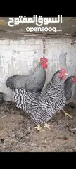  5 بيض سلالات دجاج نادره مستورده