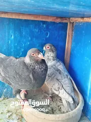  3 جواز للبيع اوبدل على فراخ