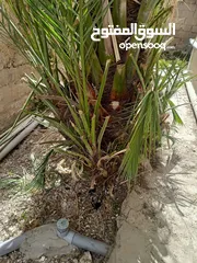  2 شجرة نخيل مثمرة