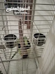  2 big cage for parrot for sale