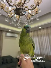  4 بلوفرنتد من اقوى الحبات بالاردن اليف جدا متكلم قوي سوره الكوثر ، الف صلاه وسلام ، ويه ويه بابا جا