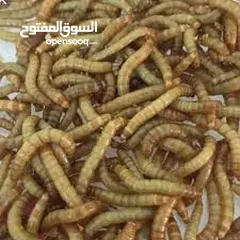  1 دود القبابي