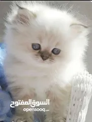  1 قطة هملايا صغيره للبيع