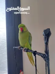  18 ببغاء درارة هندي ذكر اسمو كوكو عمر سنتين مطوق اليف جدا ما بعض نهائي لعوب بحب الاطفال