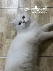  4 قطط للبيع الفوري