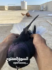  22 كوم حمام للبيع