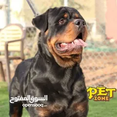  4 درّب كلبك الآن ...اكبر مركز لتدريب الكلاب