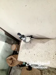 11 جوز مزهورات سود