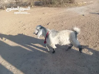  1 جدي ابيض ازرق