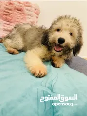  1 Amazing cute Puppy for Sale