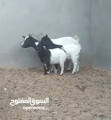  7 عنز كردية للبيع