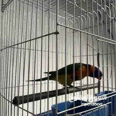  5 ببغاء لوري اليف  Cute Lori parrot