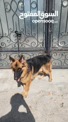  4 German Shepherd Original جيرمن شيبرد اصلي