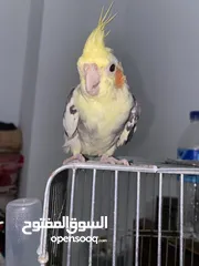  4 ببغاء كوكتيل ذكر فحل  للبيع او للبدل على فيشر نفس الي بصور مصبع اقراء الاعلان كويس