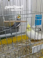  3 جوز كوكتيل بسعر مناسب