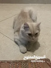  3 قط للبيع  نوع شيرازي