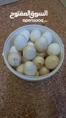  1 بيض حبش للبيع
