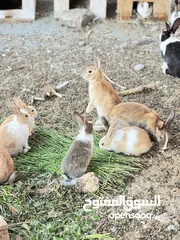  3 أرانب عمانيات