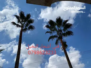  3 تقليم أشجار النخيل بجميع انواعها