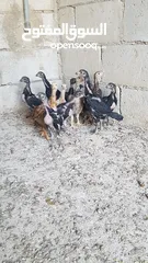  1 دجاج بكستاني