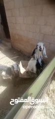  1 ماعز للبيع