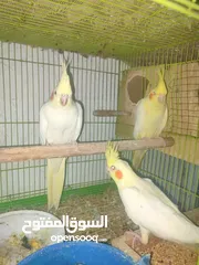  1 كوكتيل مشروط بينو ولوتينو مكلف بالنشر