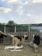  3 اغنام للبيع