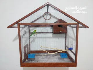  1 طيور البادجي