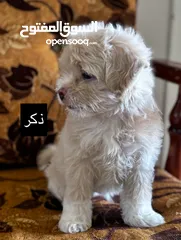  2 جراء فرينش تيرير للبيع