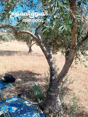  3 ارض للبيع في المفرق عين والمعمريه