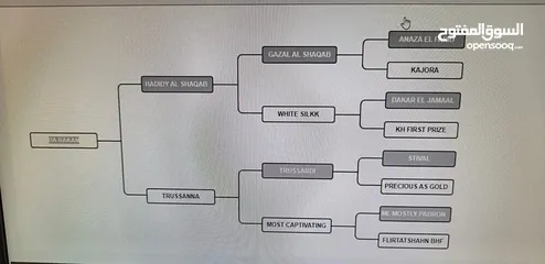  4 حصان بولش تكبيش وطمرات