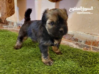  5 كلاب شيتزو ومالتيز