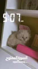  6 قطة أنثى (كتنز )نوع هملايا للبيع
