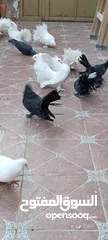  1 حمام هزاز للبيع